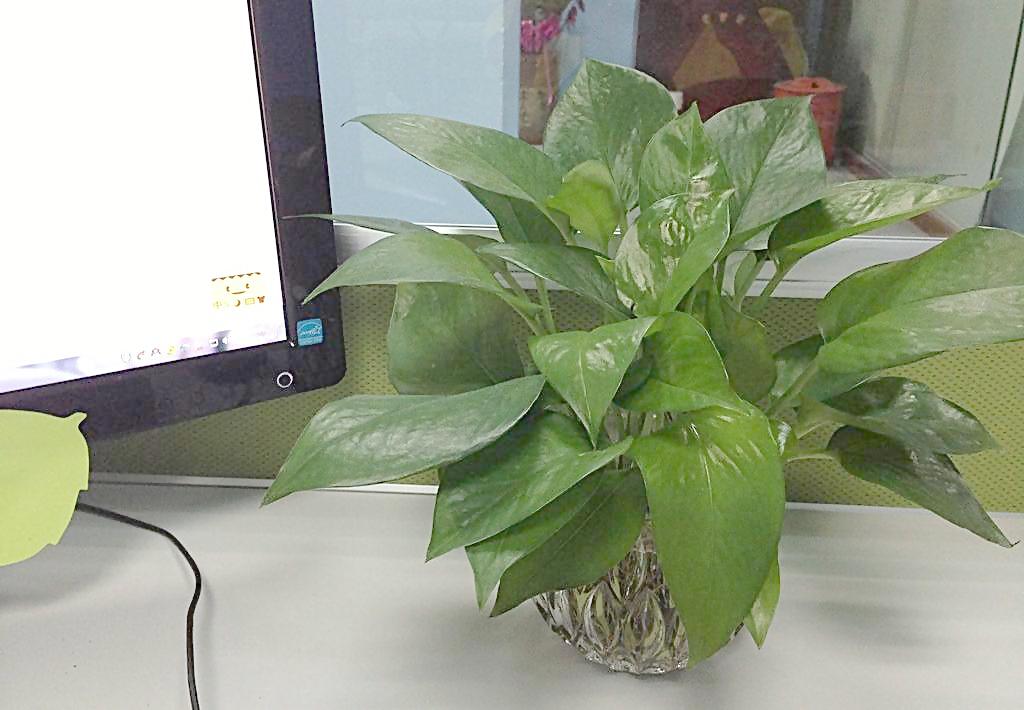 办公室摆放植物的方法